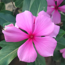 Vinca Seeds - Magenta