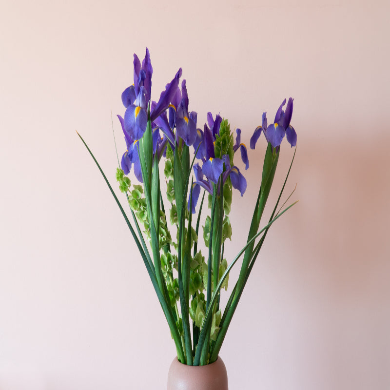 Iris Flower Seeds up to 50%