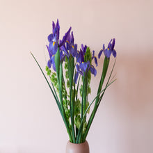 Iris Flower Seeds