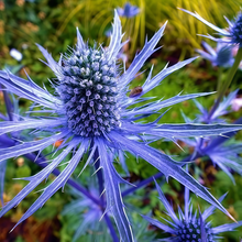 Eryngium Seeds - Blue