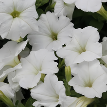 White Petunia Seeds
