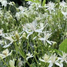 Chinese Clematis Seeds
