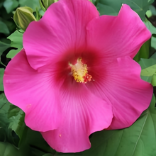Rose Pink Flowering Okra Seeds