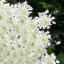 Orlaya Seeds - White