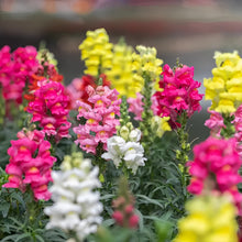 Snapdragon Seeds - Mix