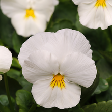 Pansy Seeds - Pure White