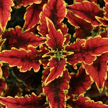 Coleus Seeds - Mix