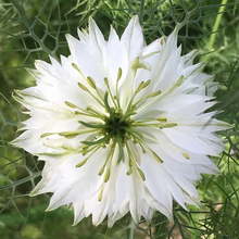 White Love in Seeds