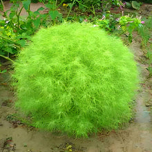 Kochia Seeds - Green