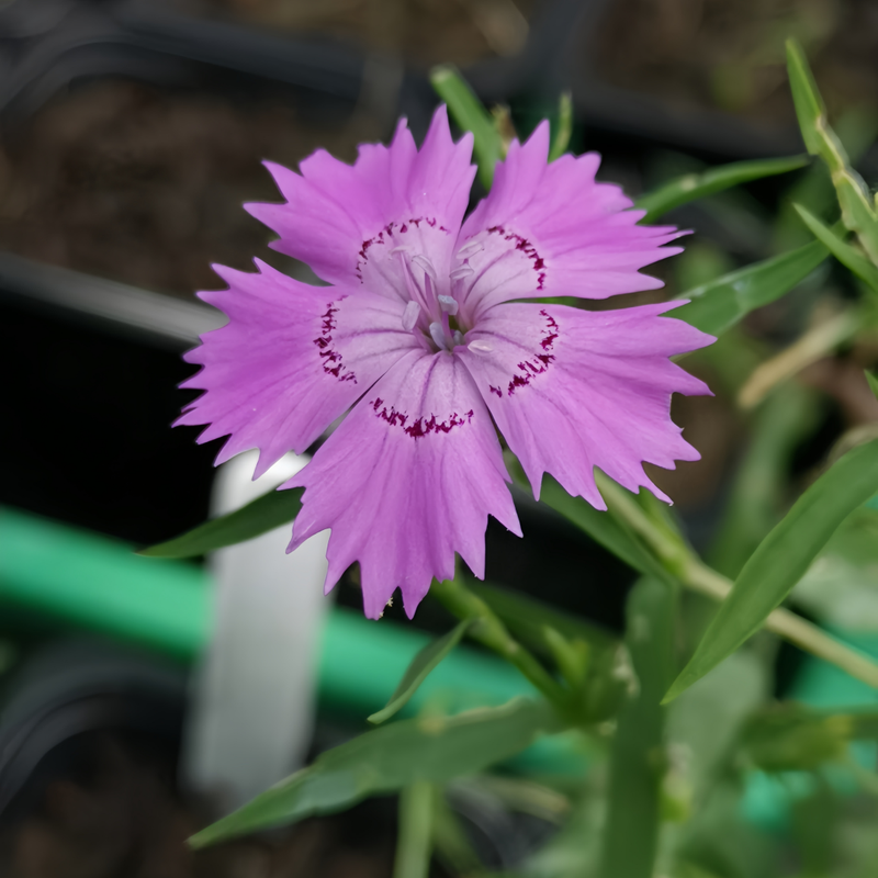Dianthus Seeds - Blue Larger Packet High Germination 800-5000 Onsaleseeds