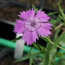 Blue Dianthus Seeds