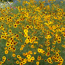 Moisture Resistant Wildflower Mix