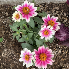 Red Zinnia Seeds