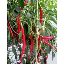 Red Line Conoides Pepper Seeds