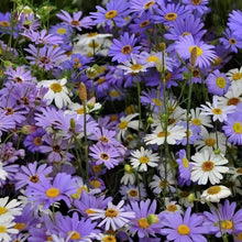 Swan River Daisy Seeds - Mix