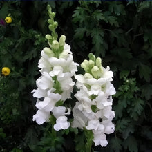 Snapdragon Seeds - White