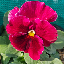 Pansy Seeds - Rose Red