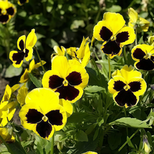 Pansy Seeds - Yellowish Brown Spots