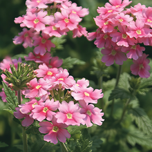 Garden Verbena Seeds - Rose Red