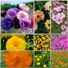 Highway Hillside Wildflower Mix
