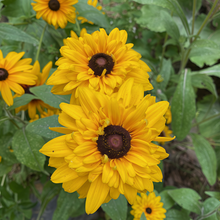 Yellow Black Black Eyed Susan Seeds