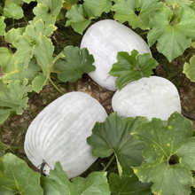 Winter Melon Seeds - Off White