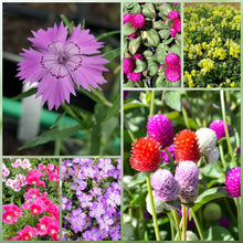 Wildflower Seeds - Dwarf Mix Includes Candytuft, Snapdragon, Clarkia Amoena, etc.