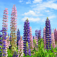Lupine Seeds
