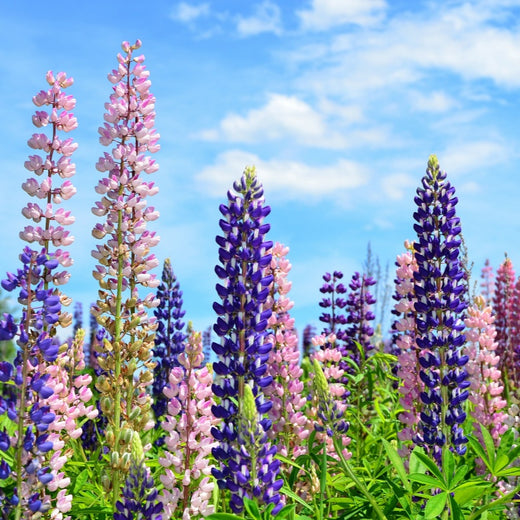 Lupine Seeds