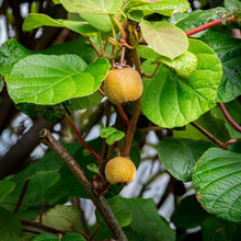 Kiwi Seeds
