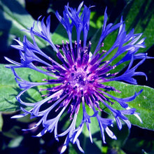 Cornflower Seeds