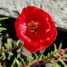 Moss Rose Seeds - Dark Red