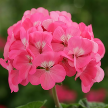 Pelargonium Seeds - Pink