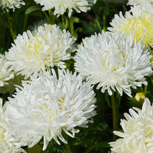China Aster Seeds - White