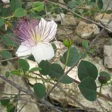 Caper Bush Seeds - White