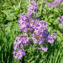 Dames Rocket Seeds