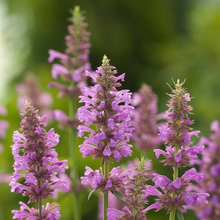 Light Red Purple Korean Mint Seeds