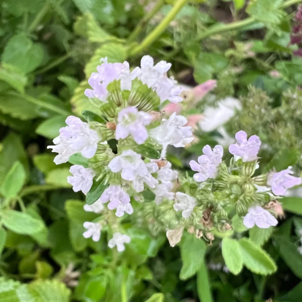 Creeping Thyme Seeds - White Beautiful Ground Cover