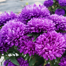 China Aster Seeds - Blue