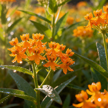 Orange Butterfly Milkweed Seeds