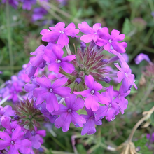 Purple Verbena Seeds