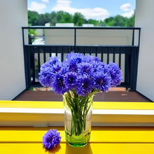 Cornflower Seeds - Blue Double