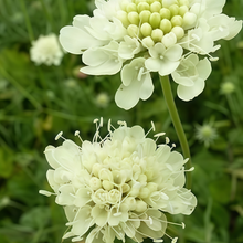 Scabiosa Seeds - White