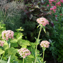 Lychnis Seeds - Salmon Red