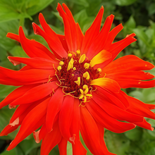 Red Zinnia Seeds