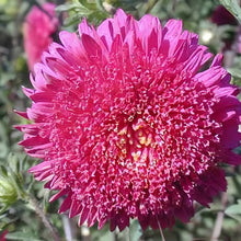 China Aster Seeds - Rose