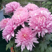 China Aster Seeds - Pink