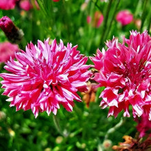 Cornflower Seeds - Red