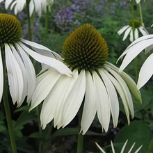 Purple Coneflower Seeds - White