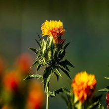 Safflower Seeds